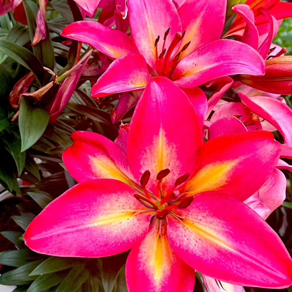 Meet your Posher, Delanie